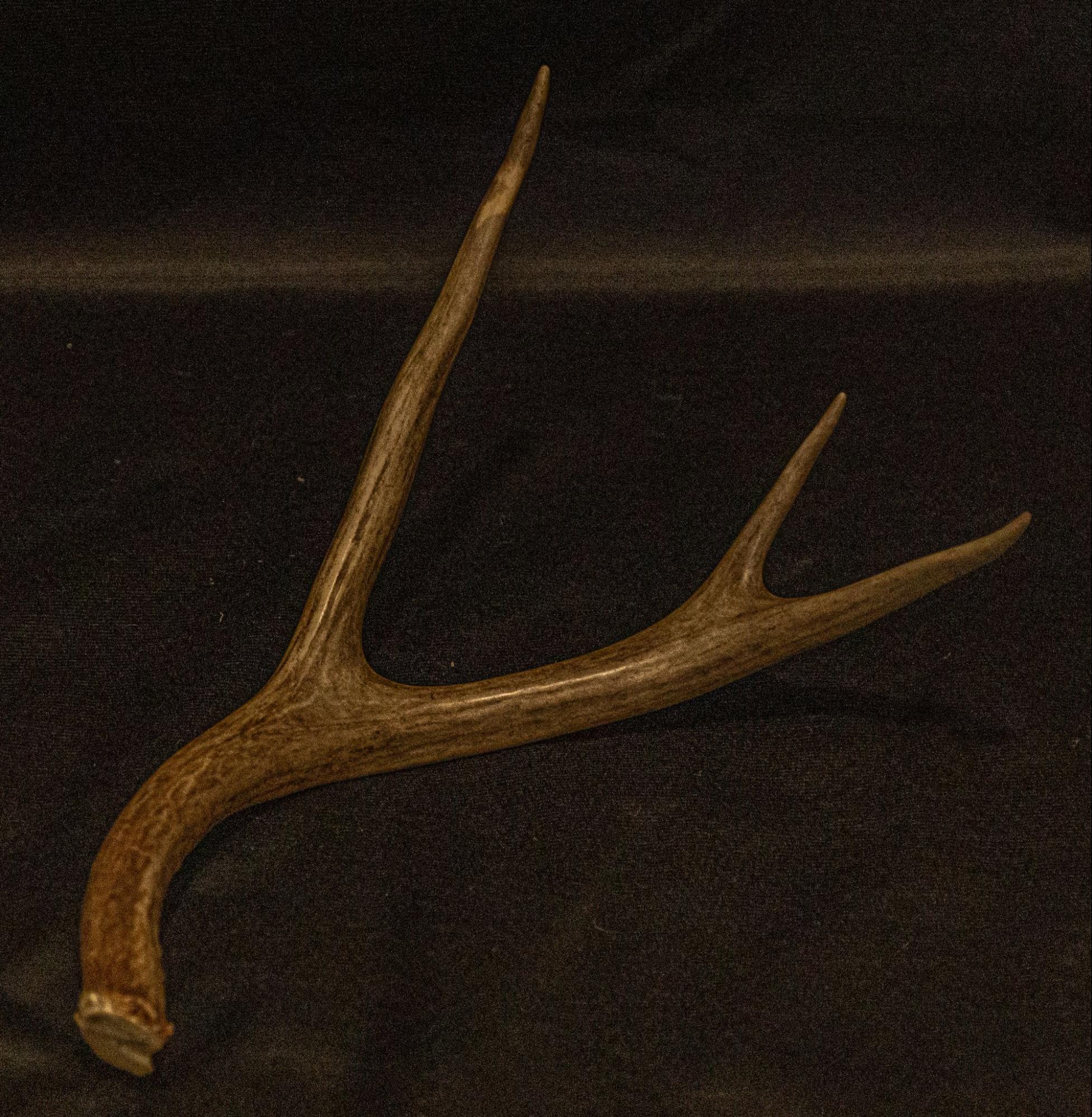 Deer Antlers from Golden Moments Rentals