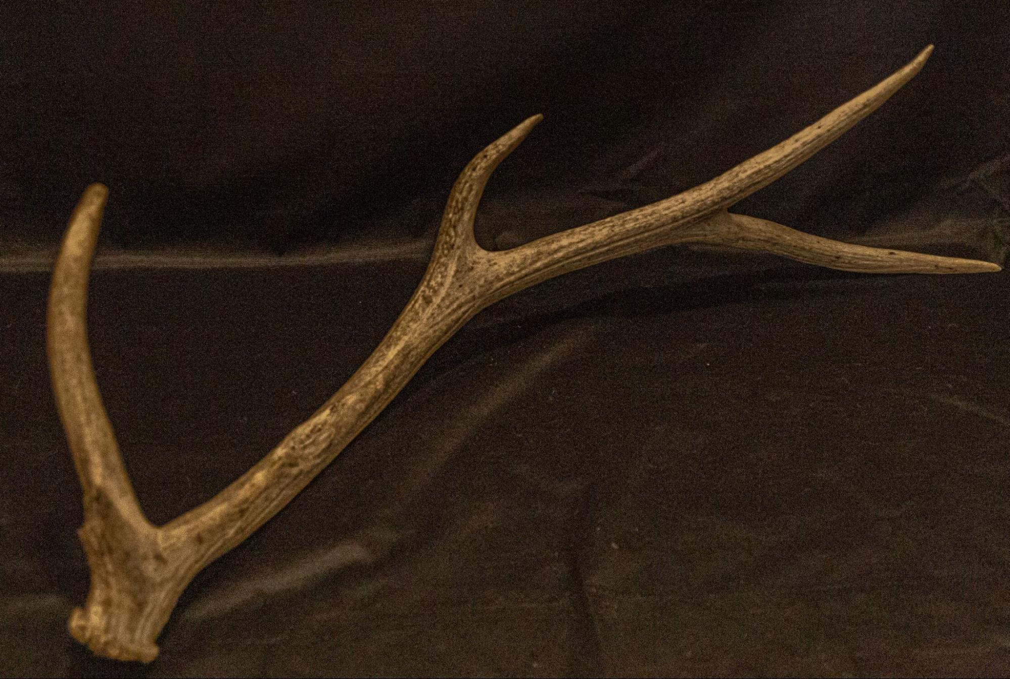 Elk Antlers from Golden Moments Rentals